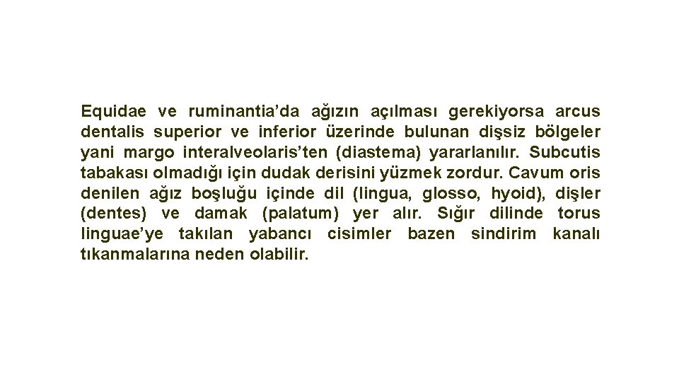 Equidae ve ruminantia’da ağızın açılması gerekiyorsa arcus dentalis superior ve inferior üzerinde bulunan dişsiz