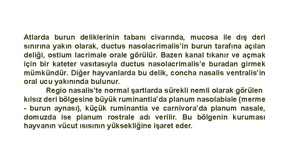 Atlarda burun deliklerinin tabanı civarında, mucosa ile dış deri sınırına yakın olarak, ductus nasolacrimalis’in