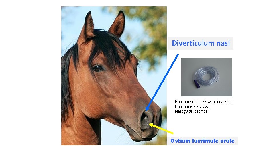 Diverticulum nasi Burun meri (esophagus) sondası Burun mide sondası Nasogastric sonda Ostium lacrimale orale