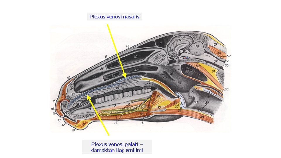 Plexus venosi nasalis Plexus venosi palati – damaktan ilaç emilimi 