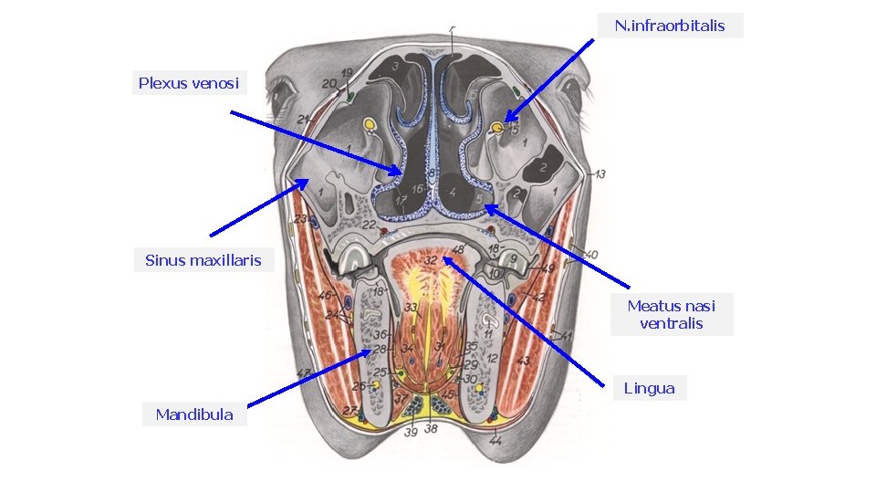 N. infraorbitalis Plexus venosi Sinus maxillaris Meatus nasi ventralis Lingua Mandibula 