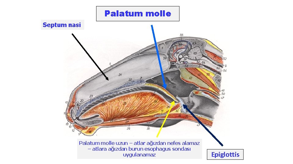 Palatum molle Septum nasi Palatum molle uzun – atlar ağızdan nefes alamaz – atlara