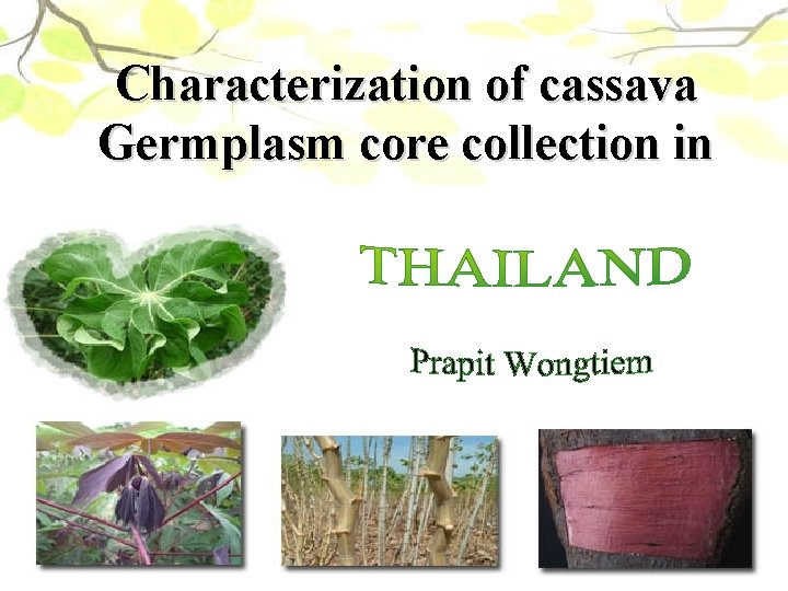 Characterization of cassava Germplasm core collection in 
