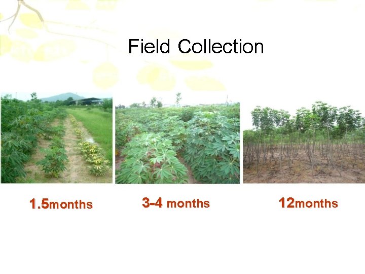 Field Collection 1. 5 months 3 -4 months 12 months 