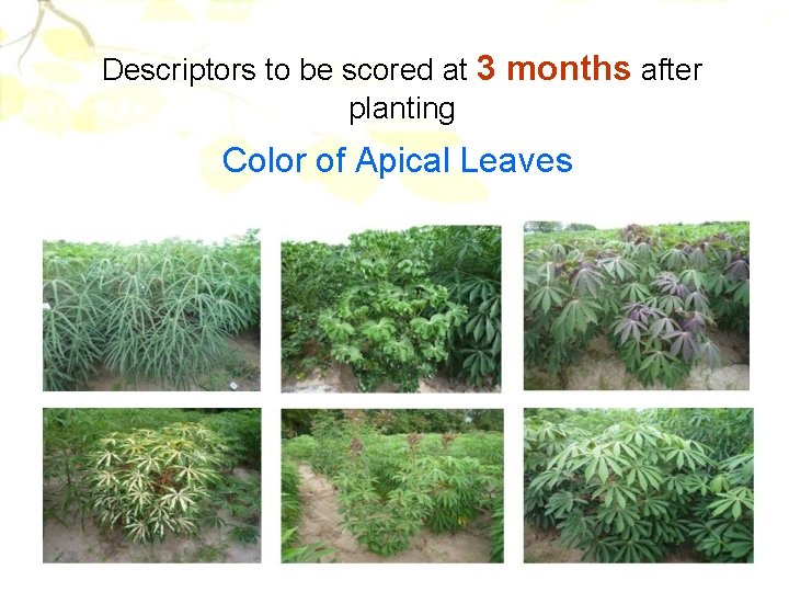 Descriptors to be scored at 3 months after planting Color of Apical Leaves 