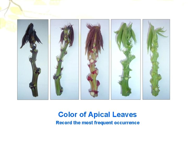 Color of Apical Leaves Record the most frequent occurrence 