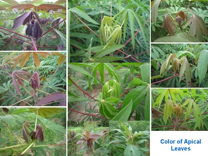 Color of Apical Leaves 