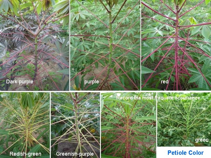 Dark purple red Record the most frequent occurrence green Redish-green Greenish-purple Petiole Color 