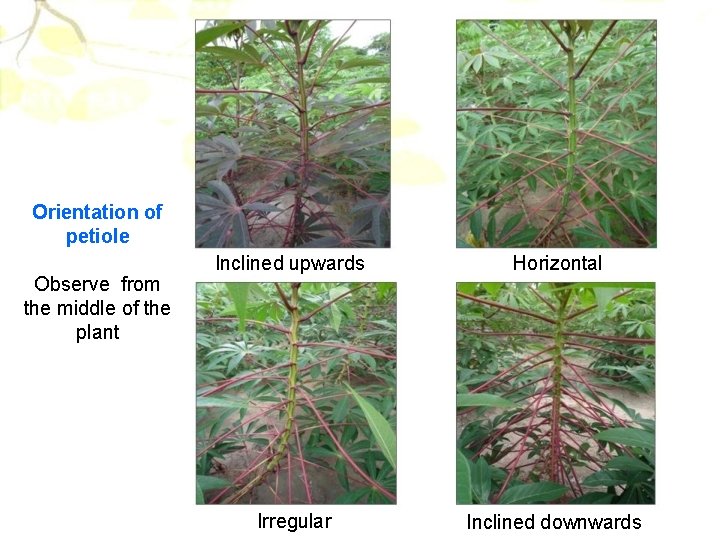 Orientation of petiole Observe from the middle of the plant Inclined upwards Horizontal Irregular