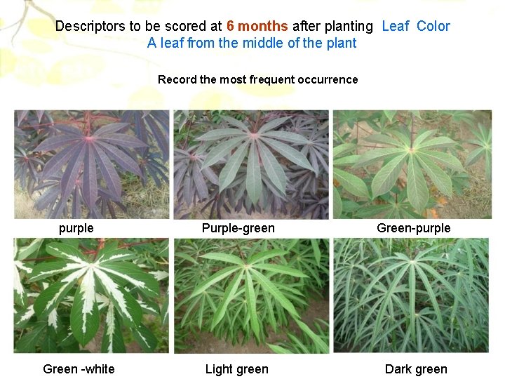 Descriptors to be scored at 6 months after planting Leaf Color A leaf from