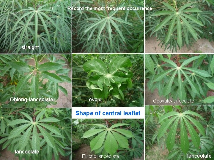 Record the most frequent occurrence straight Oblong-lanceolate ovoid Obovate-lanceolate Shape of central leaflet lanceolate
