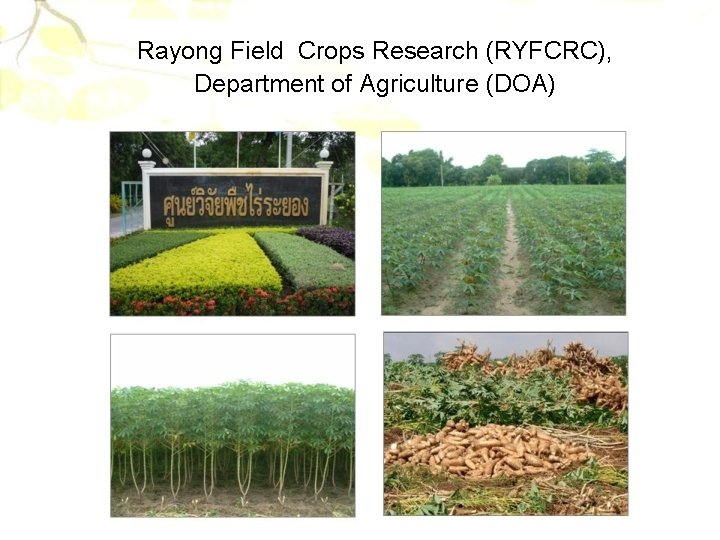 Rayong Field Crops Research (RYFCRC), Department of Agriculture (DOA) 