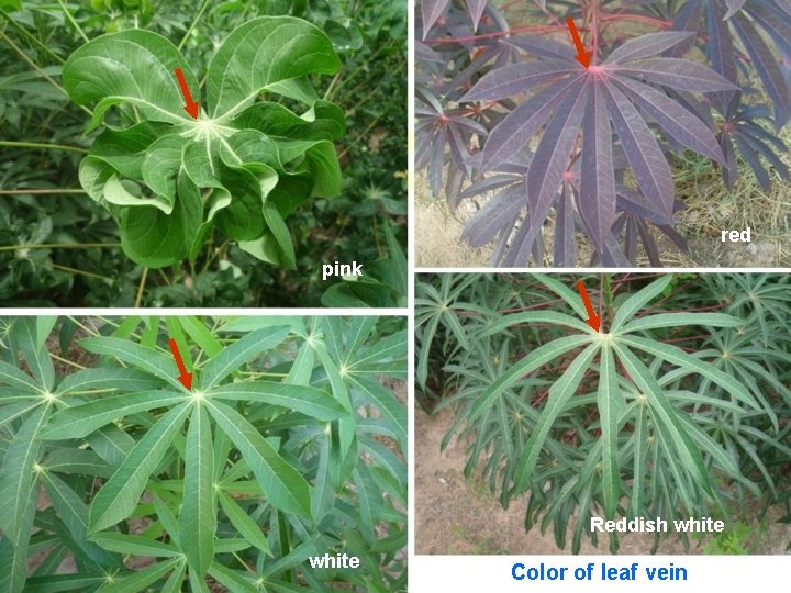 red pink Reddish white Color of leaf vein 