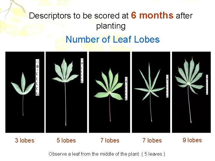 Descriptors to be scored at 6 months after planting Number of Leaf Lobes 3
