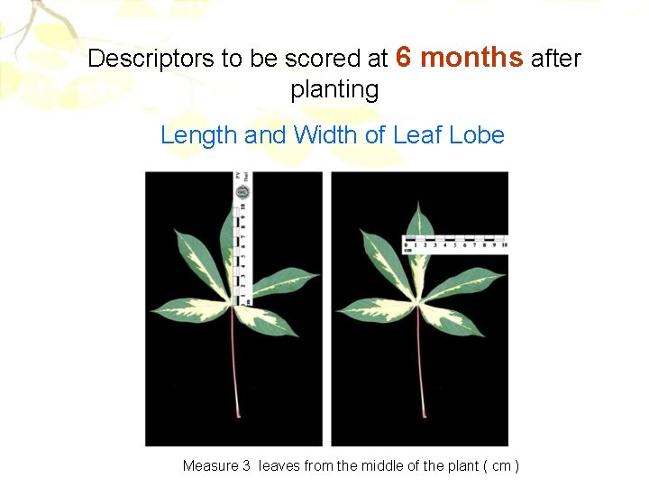 Descriptors to be scored at 6 months after planting Length and Width of Leaf