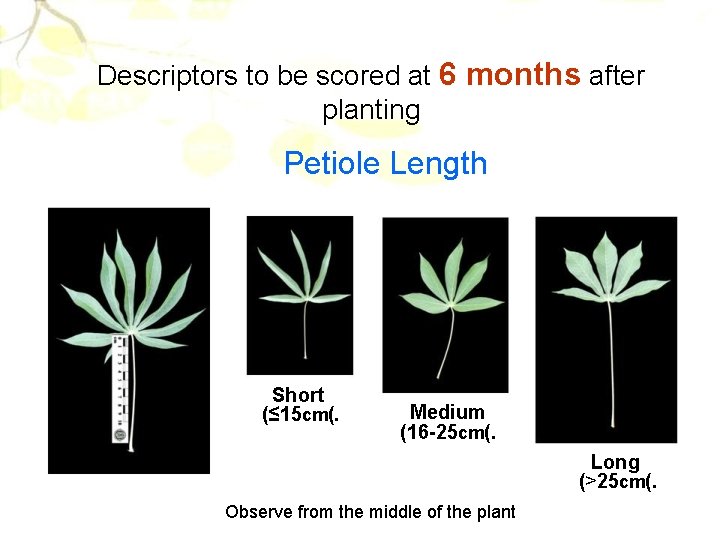 Descriptors to be scored at 6 months after planting Petiole Length Short (≤ 15