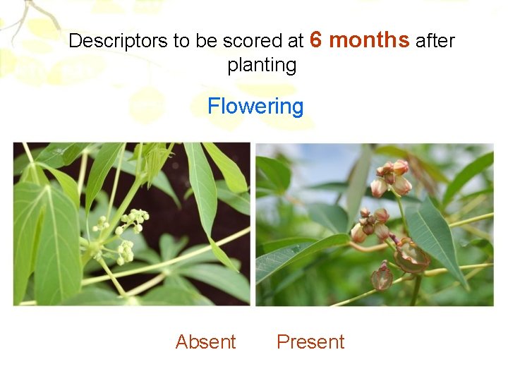 Descriptors to be scored at 6 months after planting Flowering Absent Present 