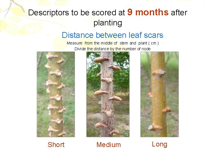 Descriptors to be scored at 9 months after planting Distance between leaf scars Measure