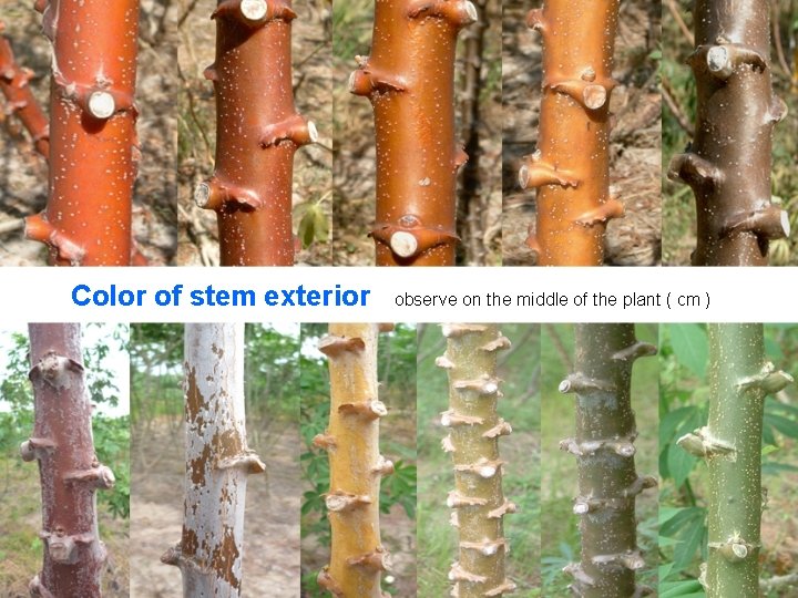 Color of stem exterior observe on the middle of the plant ( cm )