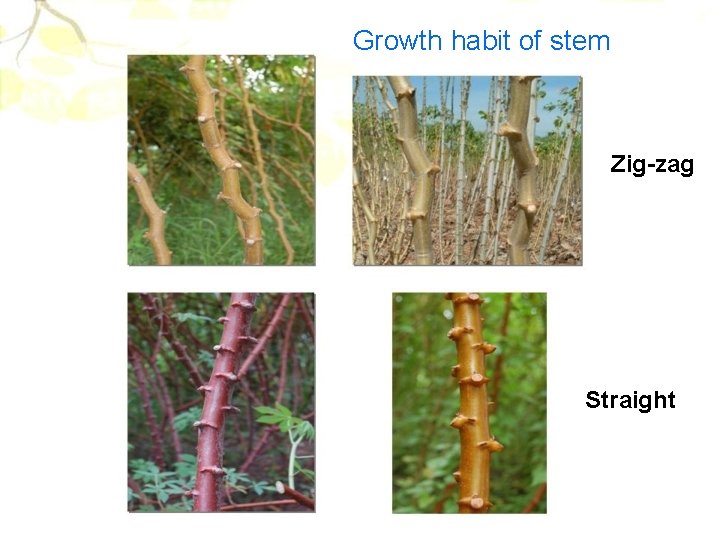 Growth habit of stem Zig-zag Straight 
