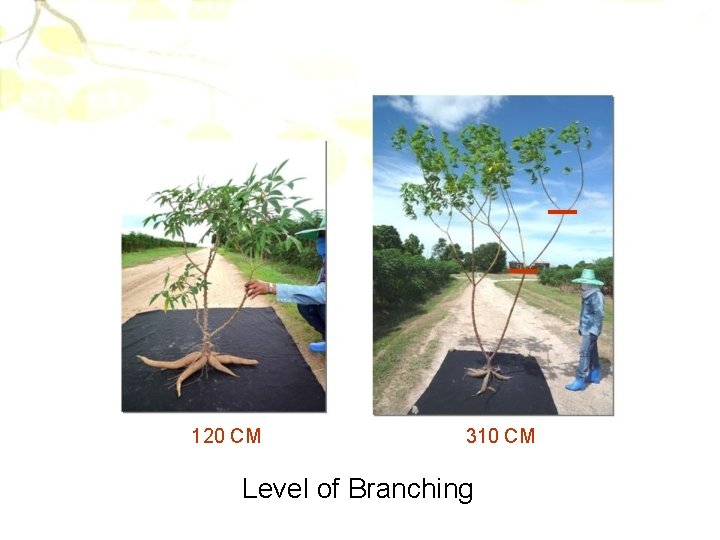 120 CM 310 CM Level of Branching 