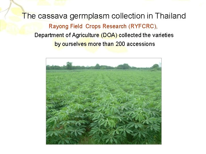 The cassava germplasm collection in Thailand Rayong Field Crops Research (RYFCRC), Department of Agriculture