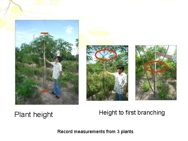 Plant height Height to first branching Record measurements from 3 plants 