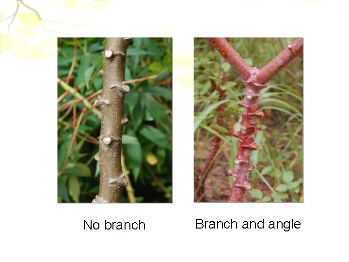 No branch Branch and angle 