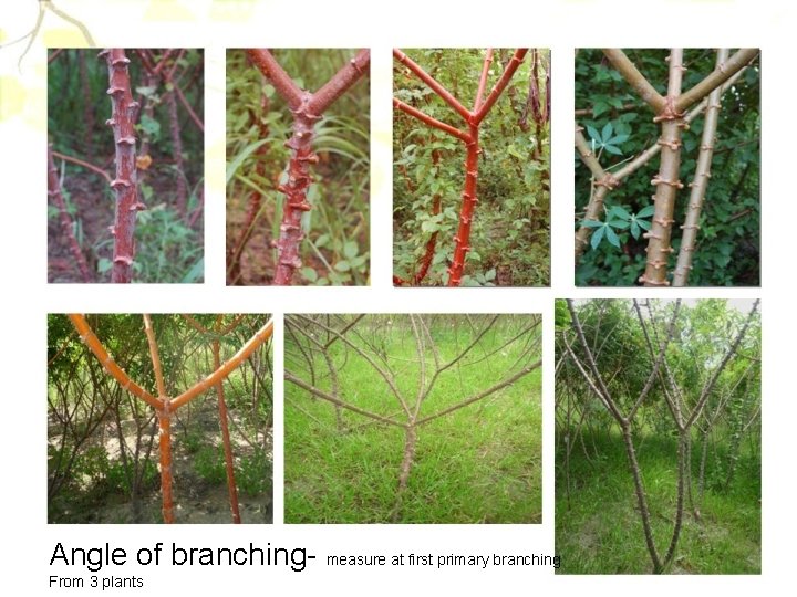 Angle of branching- measure at first primary branching From 3 plants 