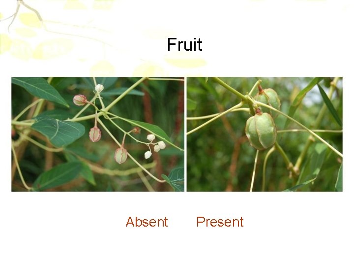 Fruit Absent Present 