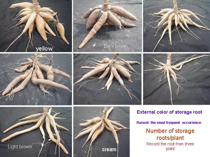 yellow Dark brown External color of storage root Record the most frequent occurrence Number