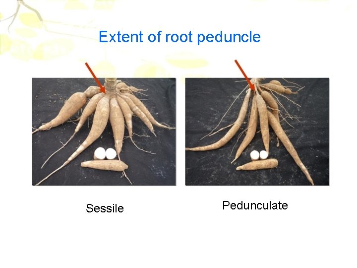 Extent of root peduncle Sessile Pedunculate 