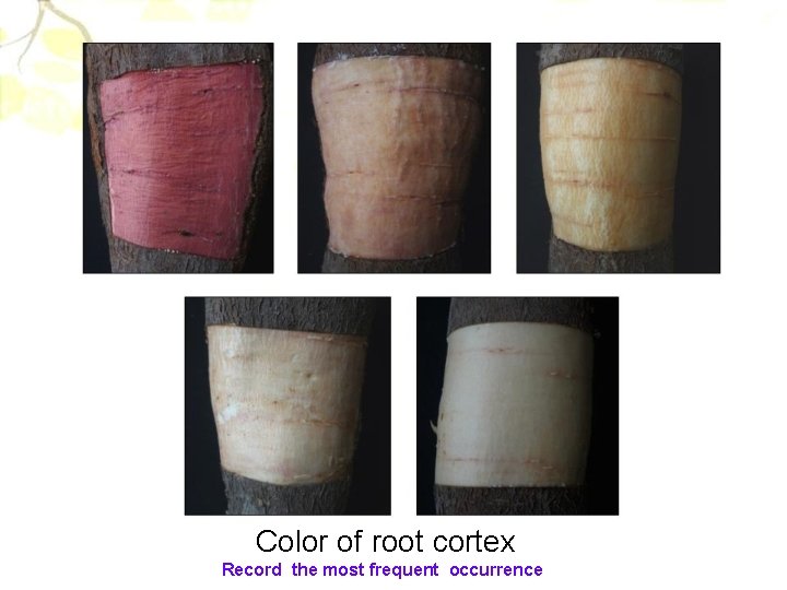 Color of root cortex Record the most frequent occurrence 
