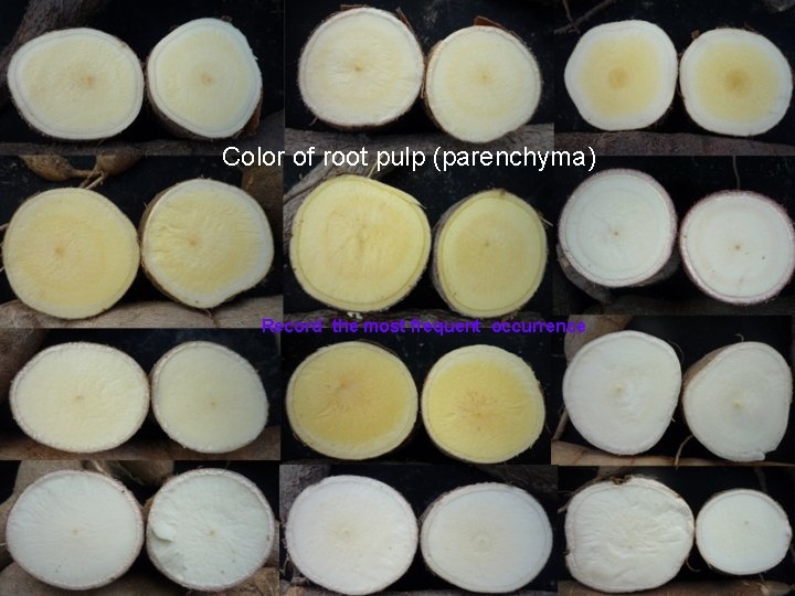 Color of root pulp (parenchyma) Record the most frequent occurrence 