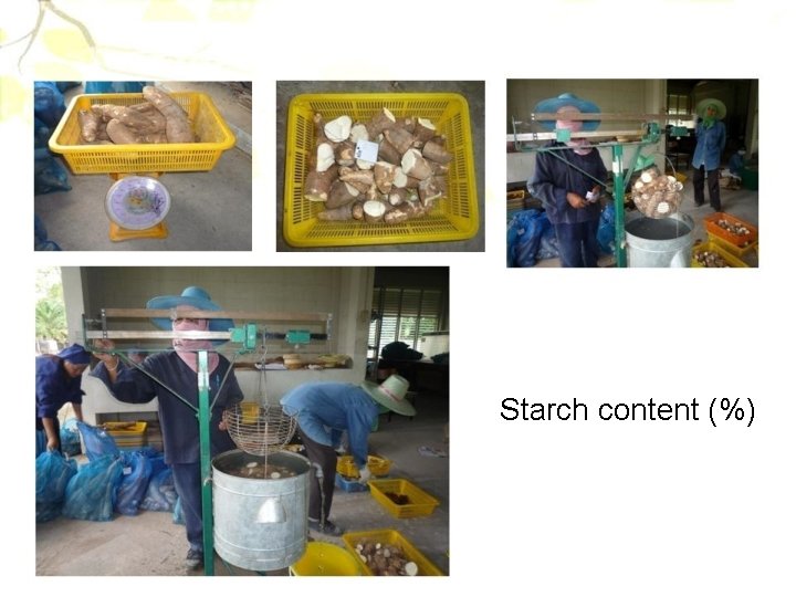 Starch content (%) 