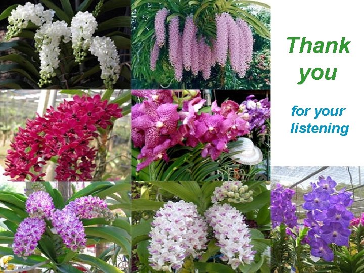 Thank you for your listening 