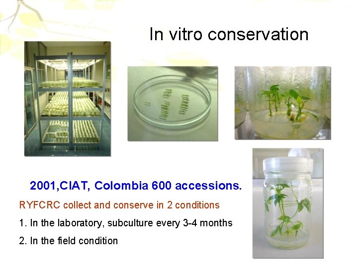In vitro conservation 2001, CIAT, Colombia 600 accessions. RYFCRC collect and conserve in 2