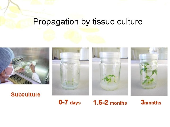 Propagation by tissue culture Subculture 0 -7 days 1. 5 -2 months 3 months