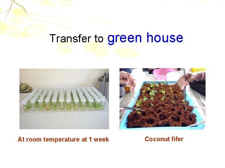 Transfer to green house At room temperature at 1 week Coconut fifer 