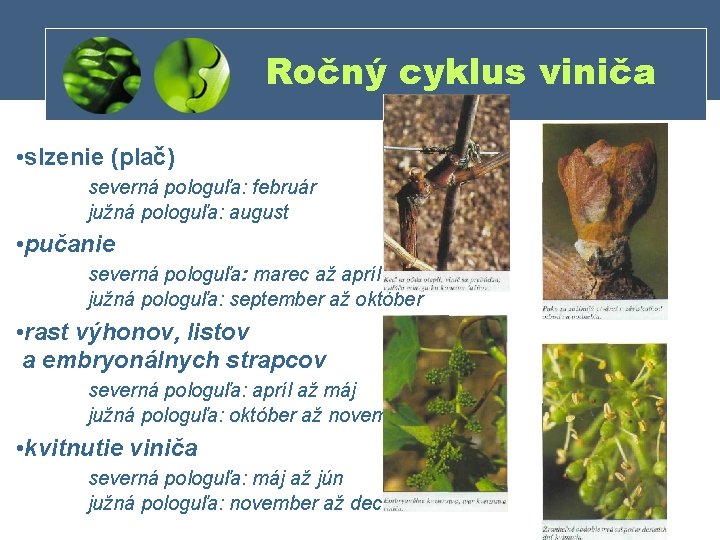 Ročný cyklus viniča • slzenie (plač) severná pologuľa: február južná pologuľa: august • pučanie