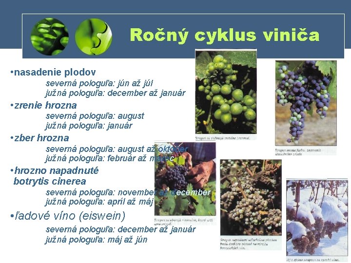 Ročný cyklus viniča • nasadenie plodov severná pologuľa: jún až júl južná pologuľa: december