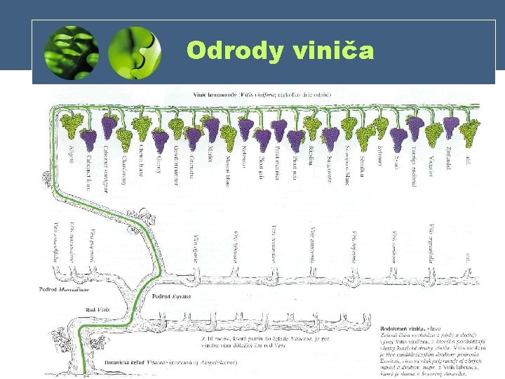 Odrody viniča 