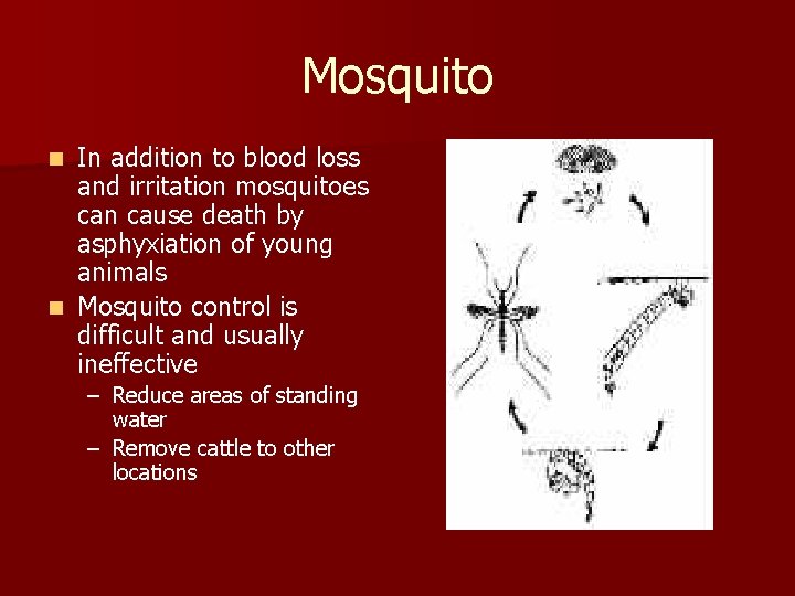 Mosquito In addition to blood loss and irritation mosquitoes can cause death by asphyxiation
