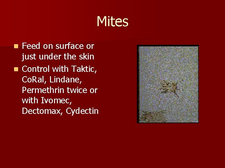 Mites Feed on surface or just under the skin n Control with Taktic, Co.