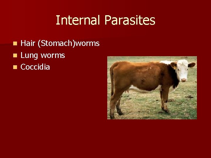 Internal Parasites Hair (Stomach)worms n Lung worms n Coccidia n 