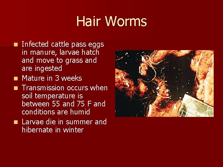 Hair Worms Infected cattle pass eggs in manure, larvae hatch and move to grass