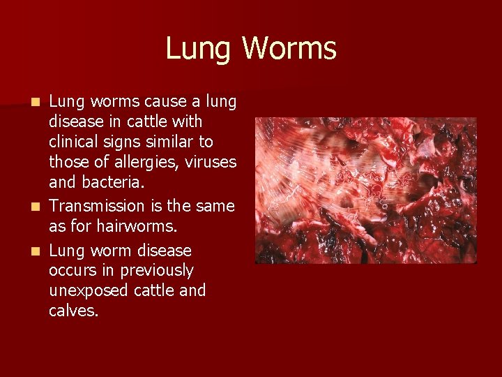 Lung Worms Lung worms cause a lung disease in cattle with clinical signs similar