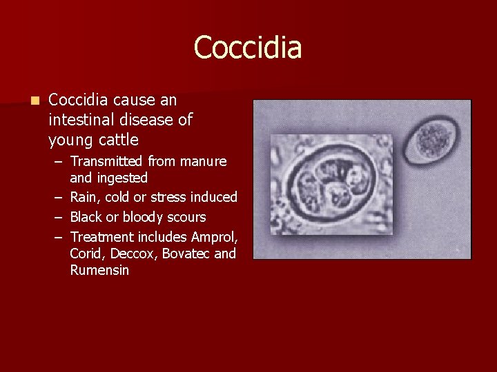Coccidia n Coccidia cause an intestinal disease of young cattle – Transmitted from manure
