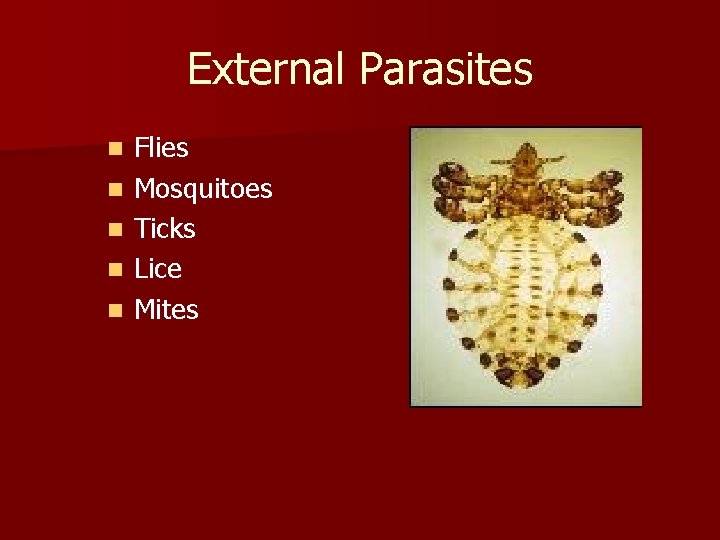 External Parasites n n n Flies Mosquitoes Ticks Lice Mites 