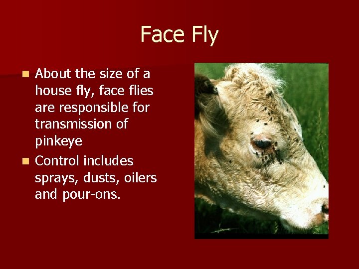 Face Fly About the size of a house fly, face flies are responsible for